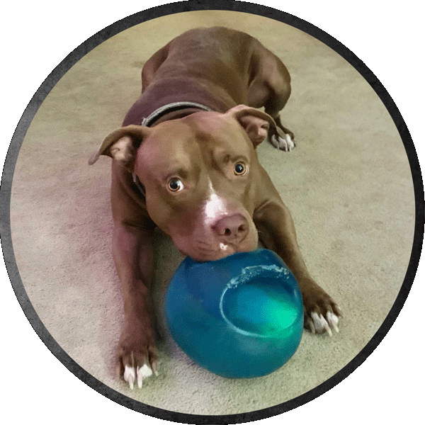 A brown red-nosed pitbull, sweetly laying his head on a large blue ball.