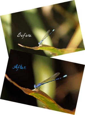 Dragonfly Photo Retouched Dragonfly photo retouched.